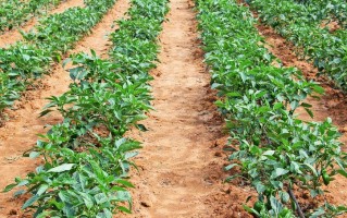 线椒栽培技术 要想辣椒结的多，不种航椒就种它