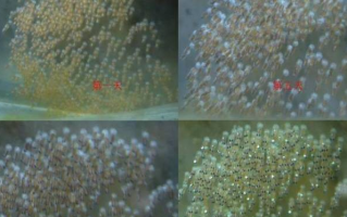 池塘小鱼短视频剪辑 叉尾鮰鱼卵每次繁殖，就要跳动1万下！ #叉尾鮰